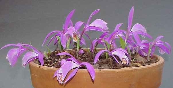 pleione tolima